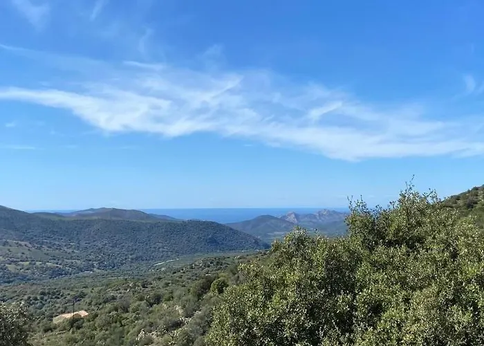 L'olivella
